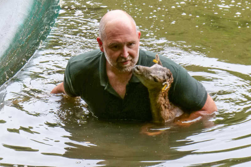 2014, die Rettung eines gewasserten Mufflons. Foto: Archiv Manuela und Heinrich Horrig