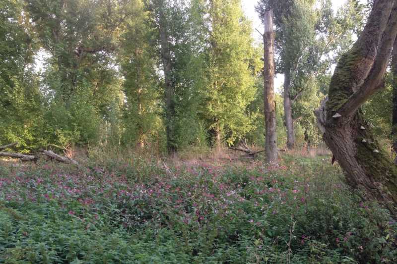 PHOTO-2-Testfläche-Neophyten-2-Kopie