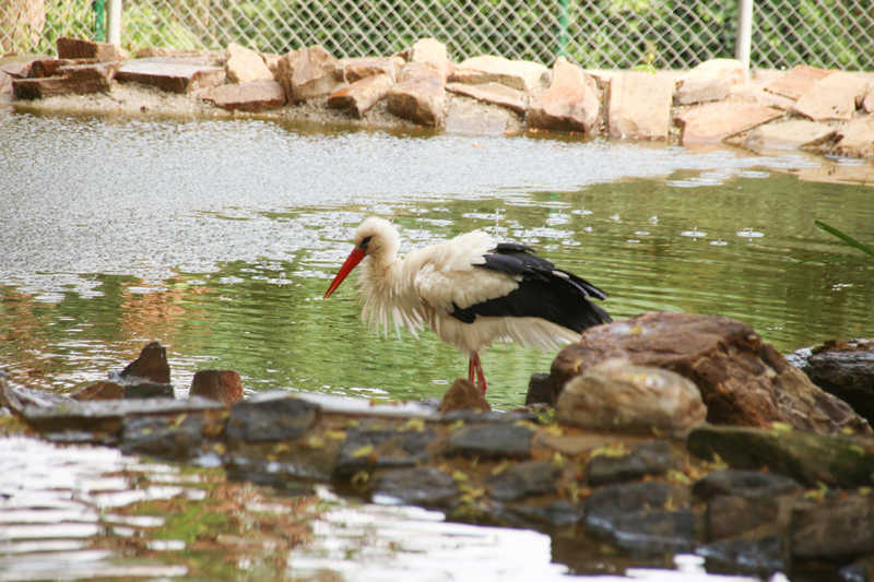 IMG_9859-Storch-_k
