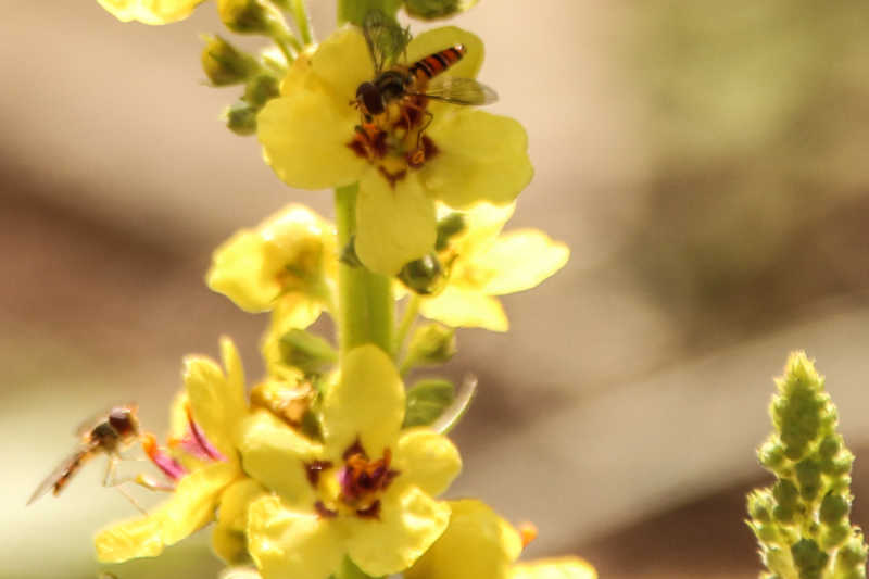 IMG_9879-Bienchen