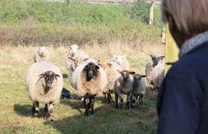 Die Herde vertraut ihrem Schäfer blind. Wenn er sich in Bewegung setzt, folgt sie ihm. Foto: Dorothée Schenk