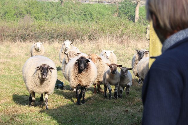 Die Herde vertraut ihrem Schäfer blind. Wenn er sich in Bewegung setzt, folgt sie ihm. Foto: Dorothée Schenk