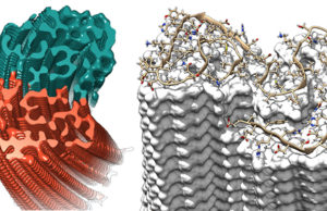 Querschnitt durch die Fibrille, in dem die stufenweise überlappende Anordnung der Aβ-Proteine deutlich wird. Copyright: Forschungszentrum Jülich / HHU Düsseldorf / Gunnar Schröder