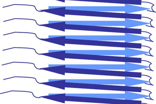 Schematische Darstellung von Amyloid-Fibrillen mit parallel verlaufenden beta-Faltblättern, wie sie auch in dem untersuchten Prion vorliegen. Copyright: HHU / Henrike Heise