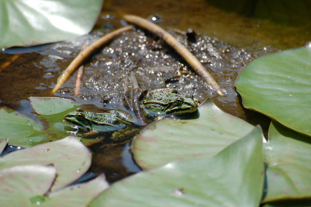 Regnerisches Wetter, Bodentemperaturen von mehr als 5 Grad Celsius und einsetzende Dämmerung lösen das Wanderverhalten der Amphibien aus. Foto: Kreis Düren