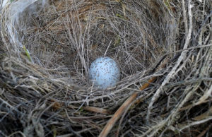 Wenn Vögel ihre Nester bauen, ist die Zeit der Rodung vorbei. Foto: Eveningvoice/ Pixabay