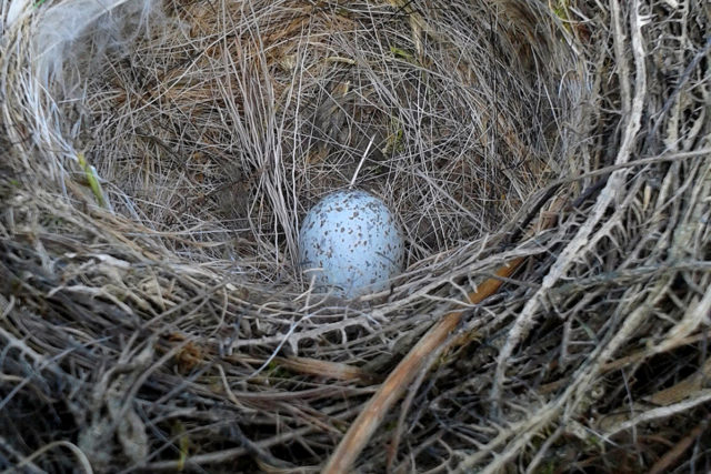 Wenn Vögel ihre Nester bauen, ist die Zeit der Rodung vorbei. Foto: Eveningvoice/ Pixabay