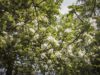 Politische Selbstdisziplin gefordert Apfelbaum in Blüte | Foto: Amelie Schumacher