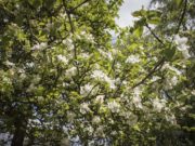 Politische Selbstdisziplin gefordert Apfelbaum in Blüte | Foto: Amelie Schumacher