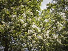 Politische Selbstdisziplin gefordert Apfelbaum in Blüte | Foto: Amelie Schumacher