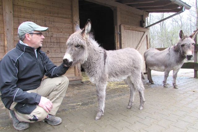 Zooleiter Fischer mit Eselfohlen Sweety. Fotos René Blanche