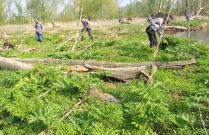 Neophytenbekämpfung auf dem Barmer Driesch. Foto: privat