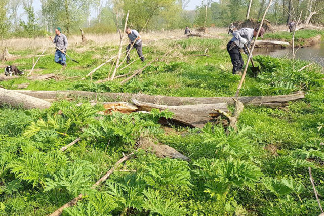 Neophytenbekämpfung auf dem Barmer Driesch. Foto: privat