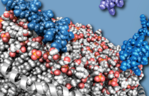 Einblicke in die Wechselwirkung des Proteins α-Synuclein (blau) mit Membranen (weiß/rot) zeigen wie diese die Bildung von parkinsonrelevanten Proteinablagerungen (grün) sowohl positiv als auch negativ beeinflussen können. Copyright: HHU / M. Etzkorn