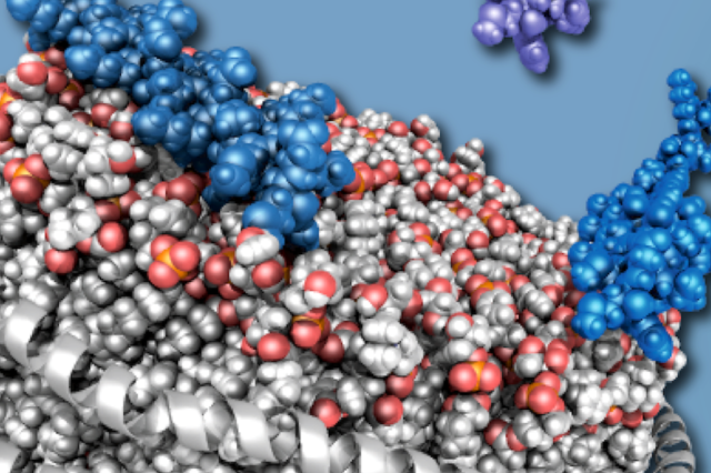 Einblicke in die Wechselwirkung des Proteins α-Synuclein (blau) mit Membranen (weiß/rot) zeigen wie diese die Bildung von parkinsonrelevanten Proteinablagerungen (grün) sowohl positiv als auch negativ beeinflussen können. Copyright: HHU / M. Etzkorn