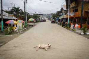Straßenhunde an allen Ecken | Foto:Louis Lafos
