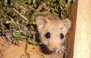 Sophie, die Maus, führt durch den Lehrpfad der Sophienhöhe. Quelle Forschungsstelle Rekultivierung