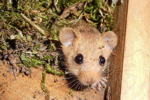 Sophie, die Maus, führt durch den Lehrpfad der Sophienhöhe. Quelle Forschungsstelle Rekultivierung