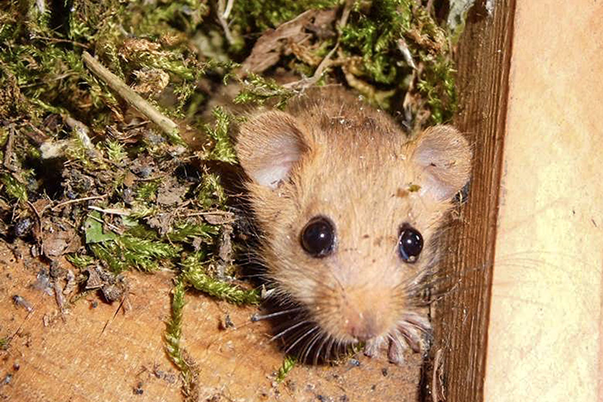 Sophie, die Maus, führt durch den Lehrpfad der Sophienhöhe. Quelle Forschungsstelle Rekultivierung