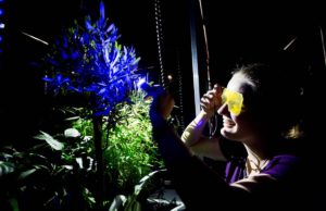 Pflanzen produzieren während der Photosynthese als "Nebenprodukt" Fluoreszenz-Licht. Mit speziellen Brillen können Besucher der Ausstellung dieses Licht sehen. Copyright: Deutsches Museum Bonn/Eric Lichtenscheidt