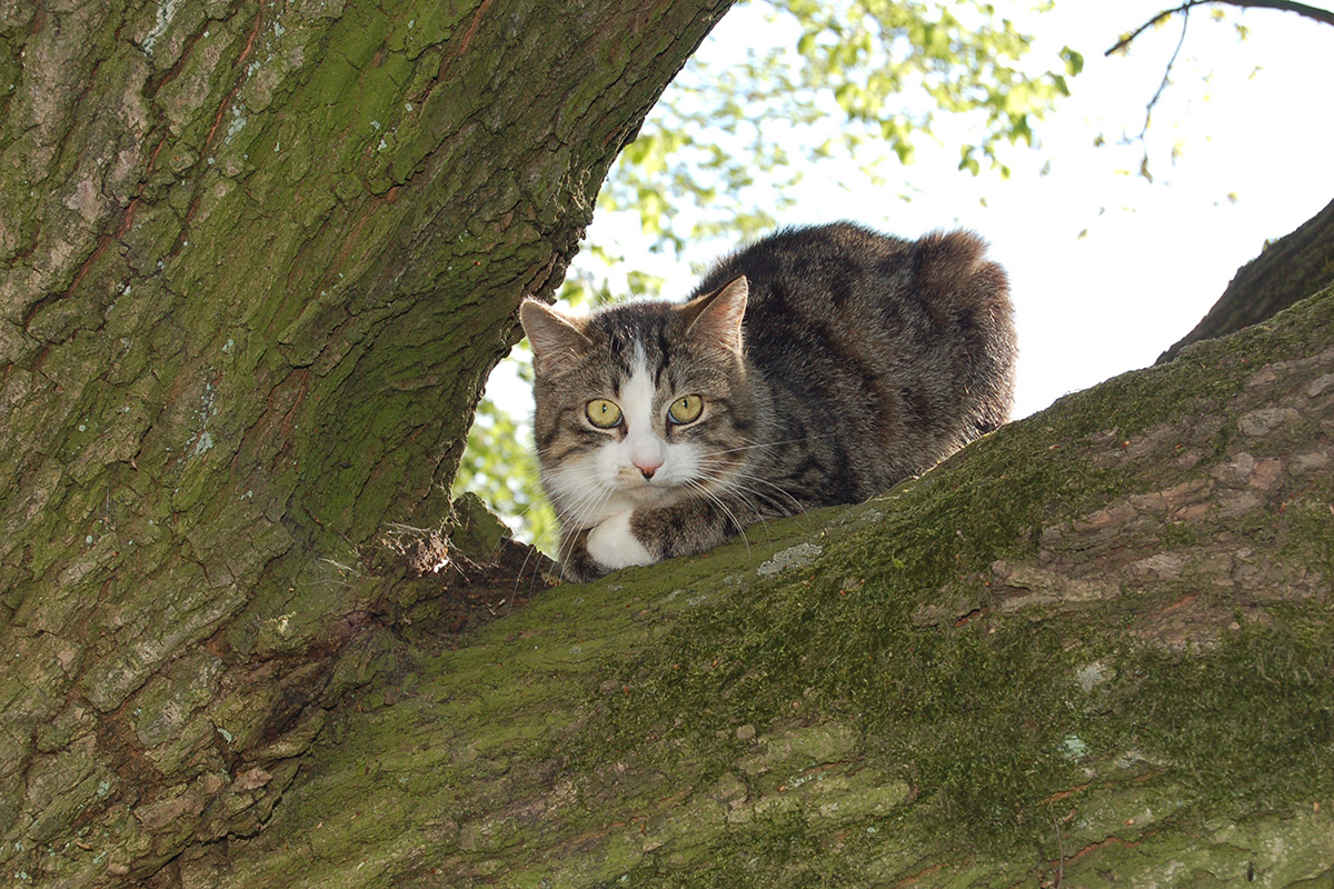 Bis zum 10. November dauert die Herbstkampagne zur Kastration von Katzen im Kreis Düren. Foto: Kreis Düren