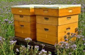 Bienenhäuser . Foto: ulleo /pixabay
