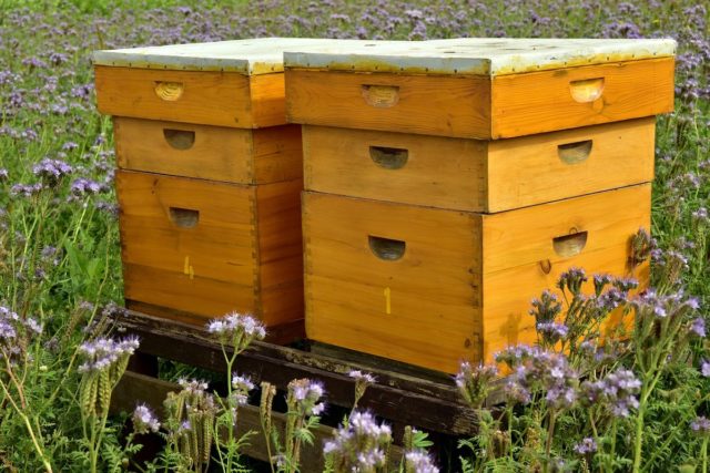 Bienenhäuser . Foto: ulleo /pixabay
