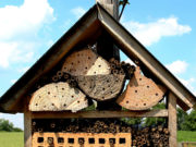 Foto: markus53 /pixabay