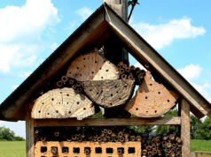 Foto: markus53 /pixabay