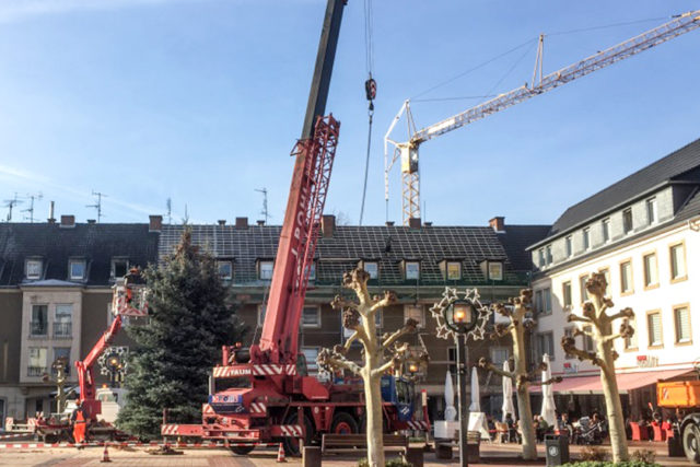 15 Meter hoch und in Welldorf gewachsen: Der Tannenbaum auf dem Marktplatz von Jülich. Foto: tee
