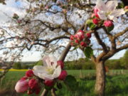 In Zukunft grün Viele interessante Projekte konnten mit einer LEADER-Förderung bereits umgesetzt werden, z.B. die Verbreitung von Streuobstwiesen und die Ausbildung von Obstbaumwarten. Foto: Veranstalter