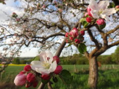 Viele interessante Projekte konnten mit einer LEADER-Förderung bereits umgesetzt werden, z.B. die Verbreitung von Streuobstwiesen und die Ausbildung von Obstbaumwarten. Foto: Veranstalter