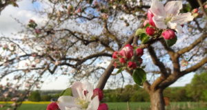 Viele interessante Projekte konnten mit einer LEADER-Förderung bereits umgesetzt werden, z.B. die Verbreitung von Streuobstwiesen und die Ausbildung von Obstbaumwarten. Foto: Veranstalter