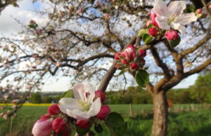 Viele interessante Projekte konnten mit einer LEADER-Förderung bereits umgesetzt werden, z.B. die Verbreitung von Streuobstwiesen und die Ausbildung von Obstbaumwarten. Foto: Veranstalter