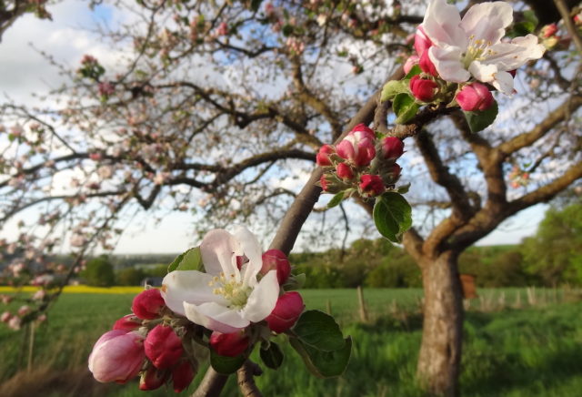 Viele interessante Projekte konnten mit einer LEADER-Förderung bereits umgesetzt werden, z.B. die Verbreitung von Streuobstwiesen und die Ausbildung von Obstbaumwarten. Foto: Veranstalter