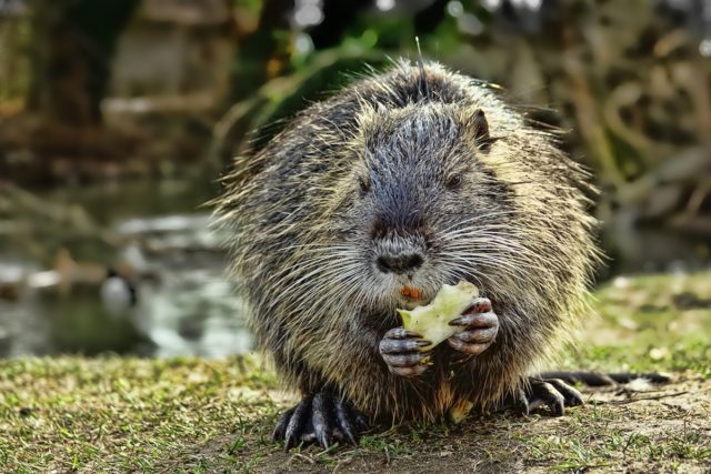 Nutria. Foto: Schwoaze / pixabay