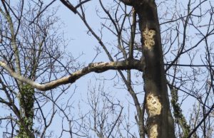 Die äußeren Anzeichen der Rußrindenkrankheit. Foto: Stadt Jülich