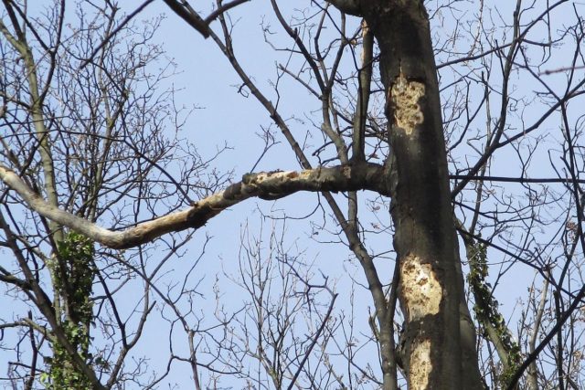 Die äußeren Anzeichen der Rußrindenkrankheit. Foto: Stadt Jülich