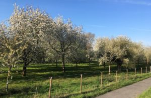 Obstwiese. Foto: Leader Rheinisches Revier an Inde und Rur