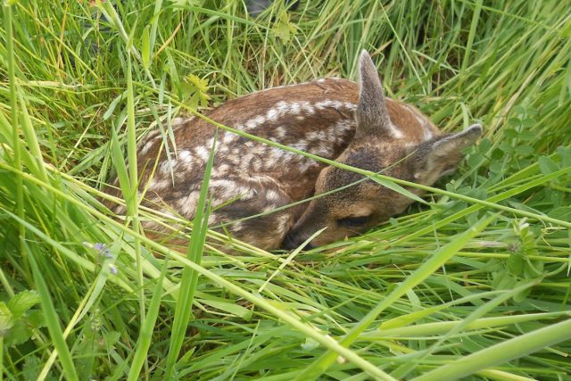 Rehkitze, die sich tief ins Gras ducken, können von Mähmaschinen leicht übersehen werden. Foto: NCIS from Pixabay