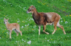 Das Muffelkitz ist wieder glücklich bei der Mutter angekommen. Foto: Manuela Horrig.