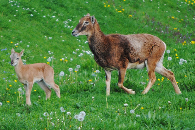 Das Muffelkitz ist wieder glücklich bei der Mutter angekommen. Foto: Manuela Horrig.