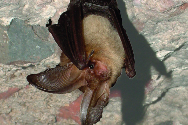 Braunes Langohr Fledermaus
