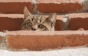 Kastrationsaktion verlängert