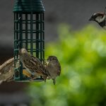 Vogel Vögel Meis Futter