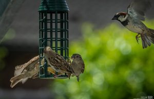 Vogel Vögel Meis Futter