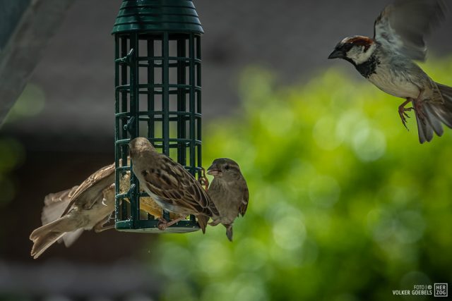 Vogel Vögel Meis Futter