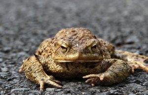 Zum Schutz von Muttkrat & Co.