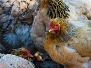 Vogelgrippe im Kreis