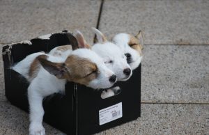 Illegaler Welpenhandel aufgedeckt